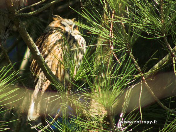 Roost gufi in pericolo ad Ostellato (Fe)
